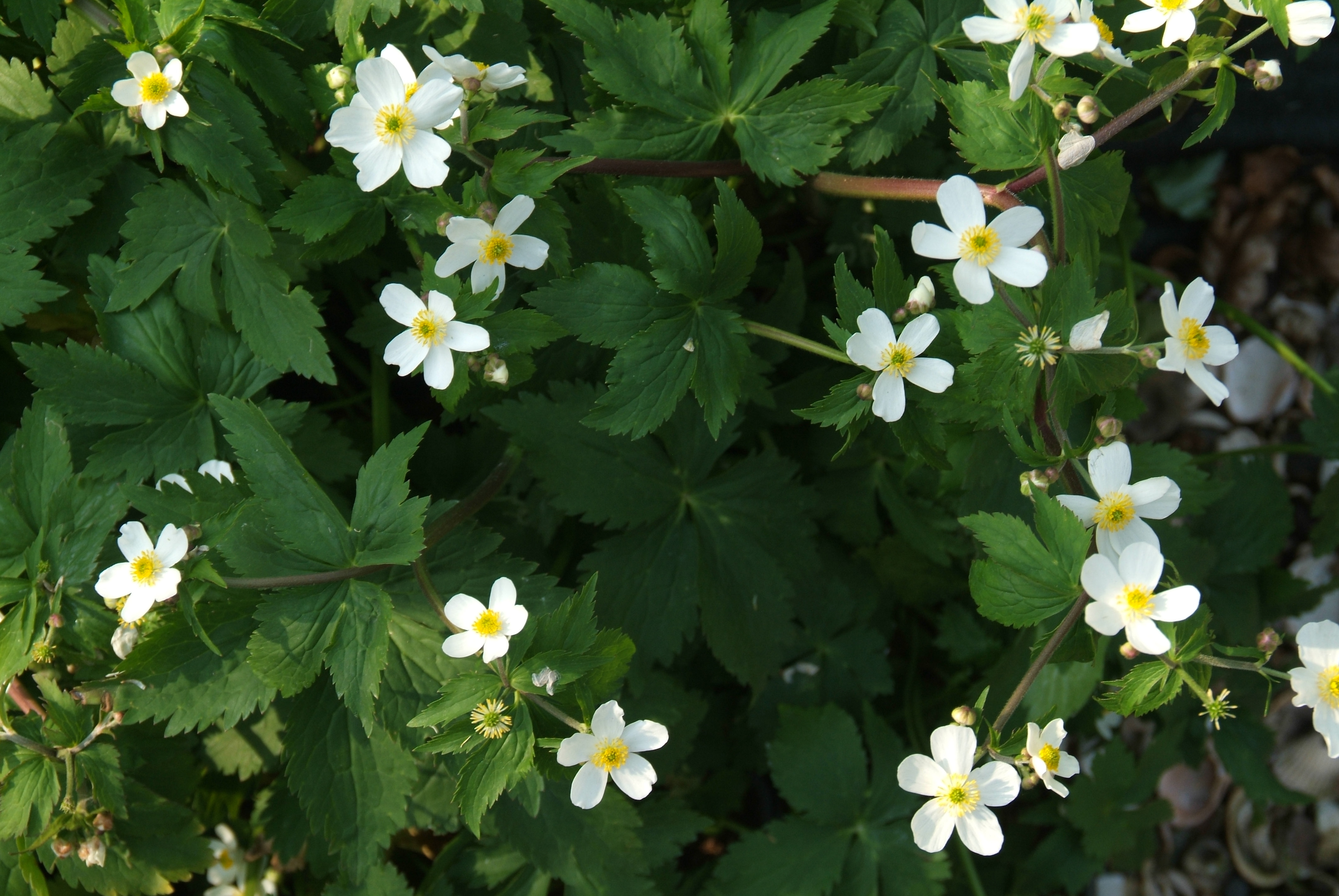 Ranunculus aconitifoliusWitte boterbloem bestellen